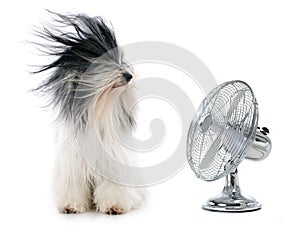 Tibetan terrier and fan