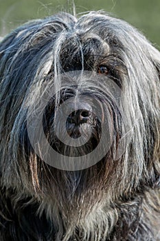 Tibetan Terrier front