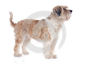 Tibetan terrier