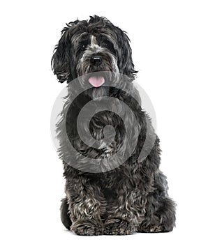 Tibetan Terrier isolated on white