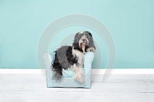 Tibetan terrier lying in a blue chair in a living room setting on a blue background