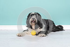 Tibetan terrier lying down with a yellow ball in a living room setting on a blue background