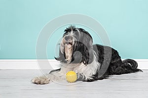 Tibetan terrier lying down with a yellow ball looking up in a living room setting on a blue background