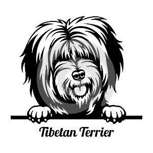 Tibetan Terrier Peeking Dog - head isolated on white