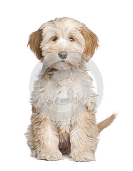 Tibetan Terrier puppy (3 months)