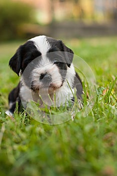 Tibetan Terrier puppy