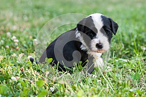 Tibetan Terrier puppy