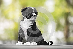 Tibetan terrier puppy. A beautiful Tibetan terrier puppy posing in the woods