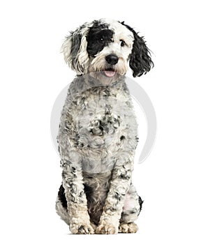 Tibetan Terrier sitting, 10 months old, isolated