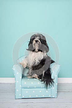 Tibetan terrier sitting in a blue chair in a living room setting on a blue background in a vertical image
