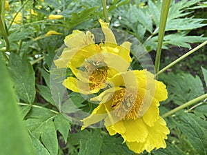 Tibetan tree peony Paeonia ludlowii, Ludlow`s tree peony, die Gelbe StrauchpÃÂ¤onie oder Gelbe Strauchpfingstrose / The Botanical photo