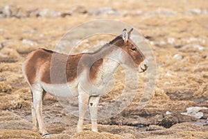 Tibetan Wild Ass, Equus kiang