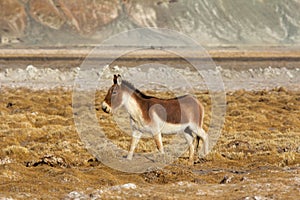 Tibetan Wild Ass, Equus kiang, Hanle, Jammu Kashmir