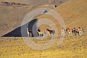 Tibetan wild donkey