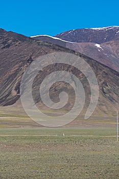 Tibetan wild donkey in Beautiful Qinghai-Tibet Plateau Ngari, Tibet, China summer