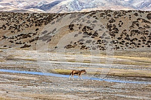 Tibetan wild donkey (Kiang)  in Zhada County, Ali Prefecture, Tibet, China - Equus kiang