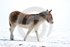 Tibetan wild (Equus kiang)