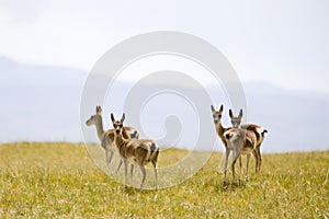 Tibetan wild gazelles