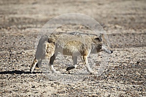 Tibetan Wolf,  Canis lupus filchneri at Gurudonmar, Sikkim