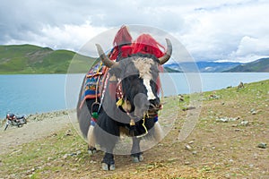 Tibetan Yak