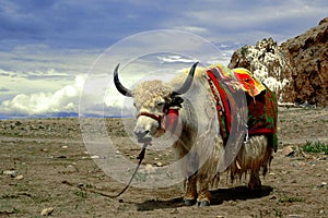 Tibetan Yak photo