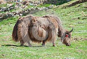 Tibetan yak