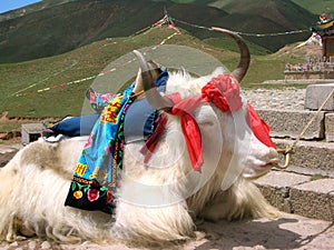 Tibetan Yak