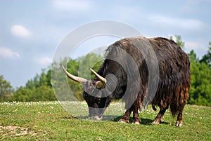 Tibetan yak eating grass