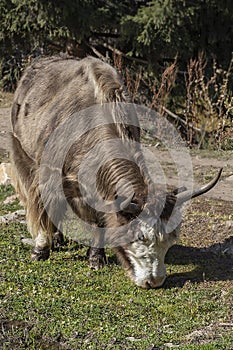 Tibetan yak lat. Bos mutus nibbles small grass
