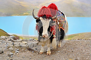 Tibetan Yak at Namtso Lake near Lhasa