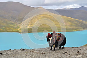 Tibetan Yak at Namtso Lake near Lhasa