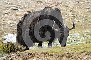 Tibetan yak on pasture