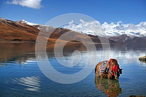 Tibetan Yak in the waters of the Yamdrok Lake, reflecting the Mt. Naiqinkangsang against a blue clear sky.