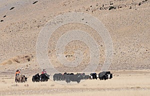 Tibetan yaks