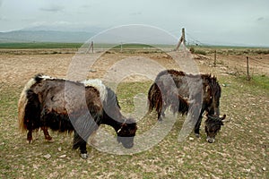 Tibetan Yaks grazing in Qinghai