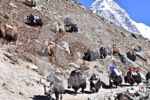 Tibetan yaks in the mist
