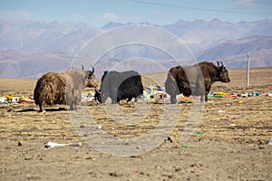 Tibetan Yaks near on the road from Shigatse to Dingri