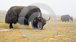 Tibetan yaks on pasture