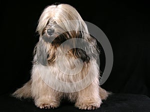 Tibetian Terrier