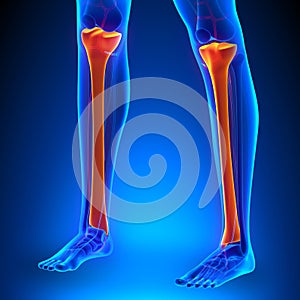 Tibia Anatomy Bones with Ciculatory System