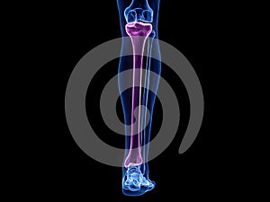 The tibia bone