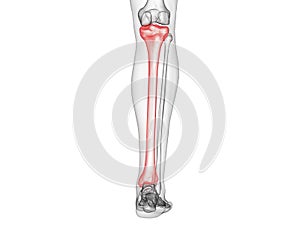 the tibia bone