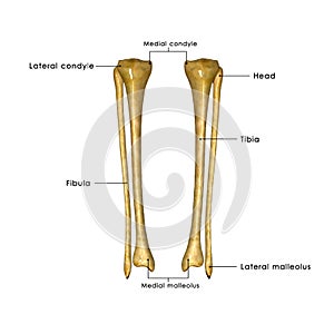 Tibia and fibula