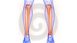 Tibia and Fibula Bone Joints of Human Skeleton System Anatomy 3d rendering