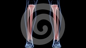 Tibia and Fibula Bone Joints of Human Skeleton System Anatomy X-ray 3D rendering