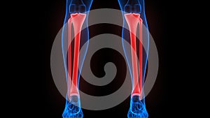 Tibia and Fibula Bone Joints of Human Skeleton System Anatomy X-ray 3D rendering