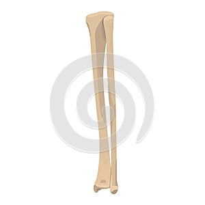 Tibia and Fibula Bone Vector flat design graphic 2d HD