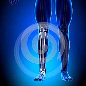 Tibia / Fibula - Calf Anatomy - Anatomy Bones