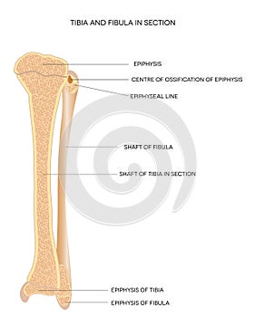 Tibia and fibula- leg bones