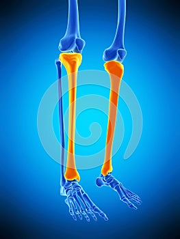 The tibia photo